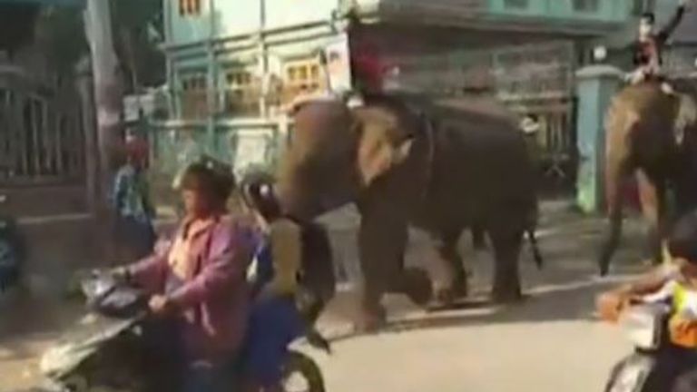 Elephants join the protests in Myanmar