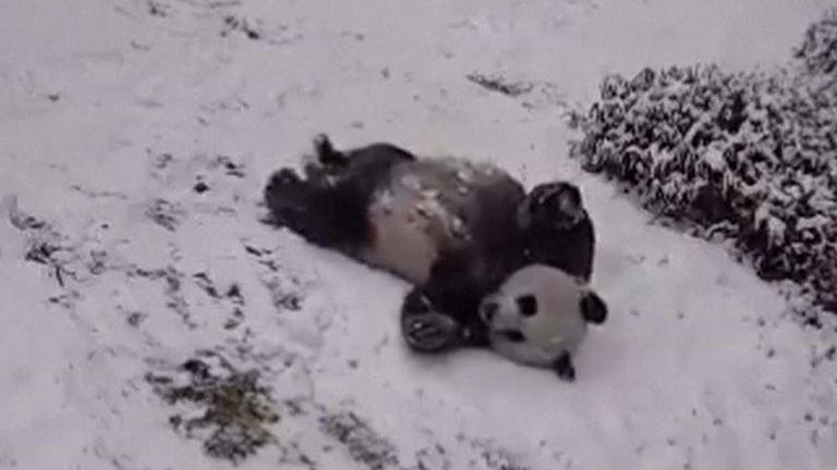 GIANT PANDAS ENJOYING SNOW IN WASHINGTON