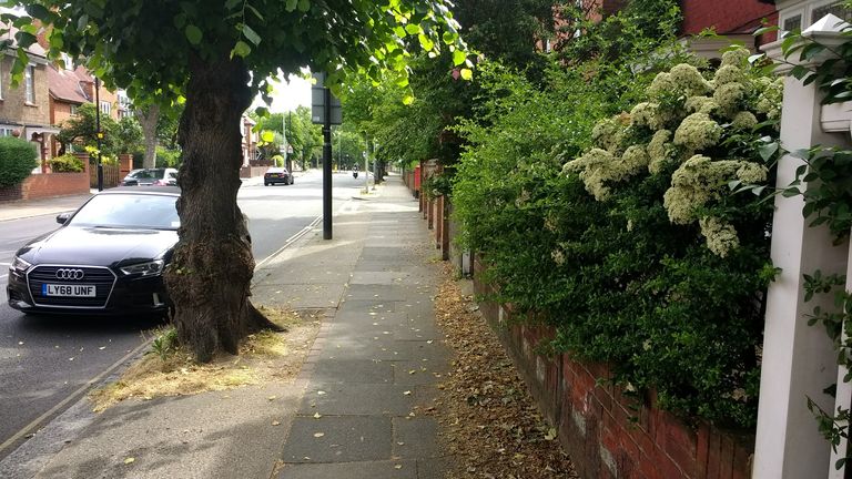 cotoneaster hedge