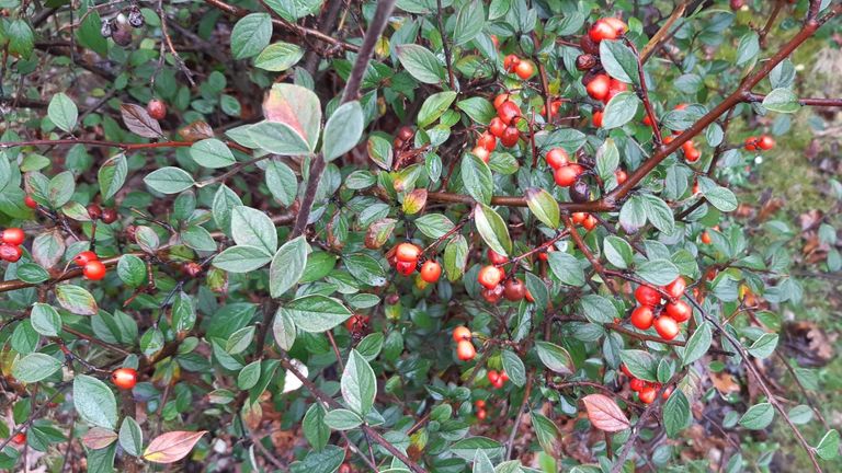 Bushy, hairy-leafed cotoneaster is a "super plant" which can help soak up pollution on busy roads