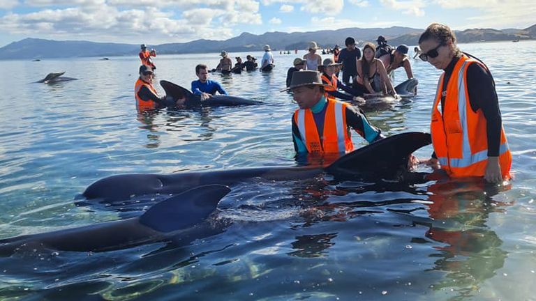 Rescued whales. Pic: Project Jonah