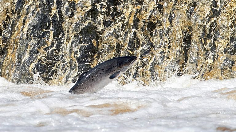 Salmon have seen significant declines since the 1960s