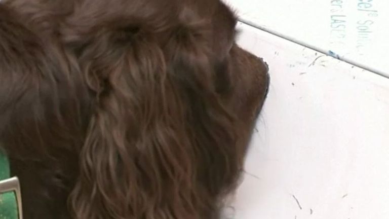 Dogs are sniffing out coronavirus samples in Germany