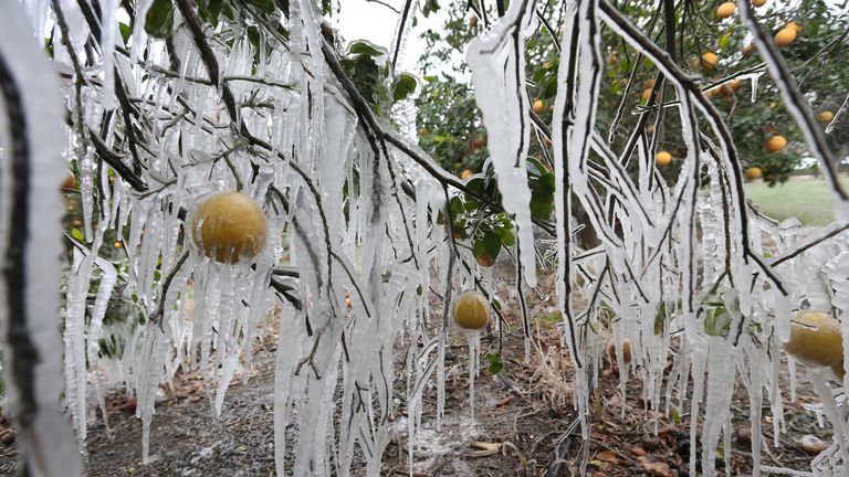 Icicles form on a citrus tree from a sprinkler system used to protect the trees from the freezing temperatures on Monday, Feb.15,2021 in Edinburg, Texas.(Delcia Lopez/The Monitor via AP).                                                                         