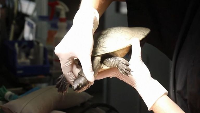 Turtle has fish hook removed from its inside during life-saving operation