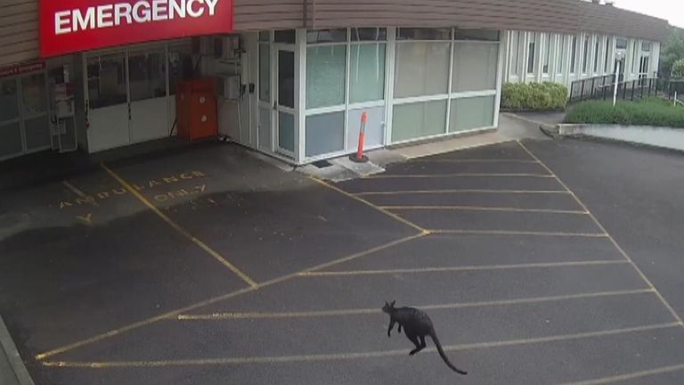 An adventurous wallaby made a visit to a hospital in Hamilton, Victoria, on Australia Day.