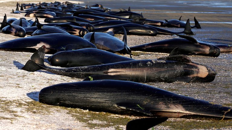 Hundreds of stranded pilot whales had died in one of the largest recorded mass whale strandings in Golden Bay, at the top of New Zealand&#39;s South Island in 2017. Pic: FILE