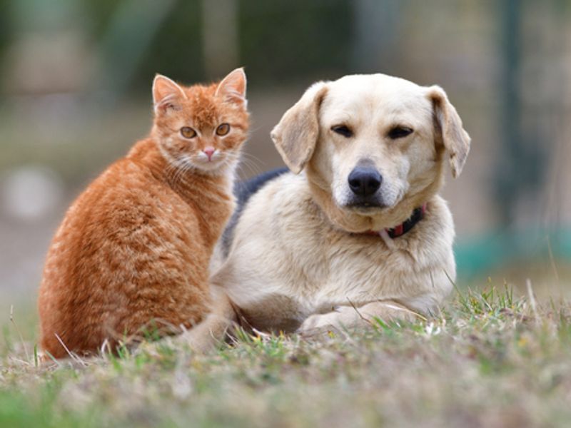 Can Puppies Be Around Unvaccinated Cats