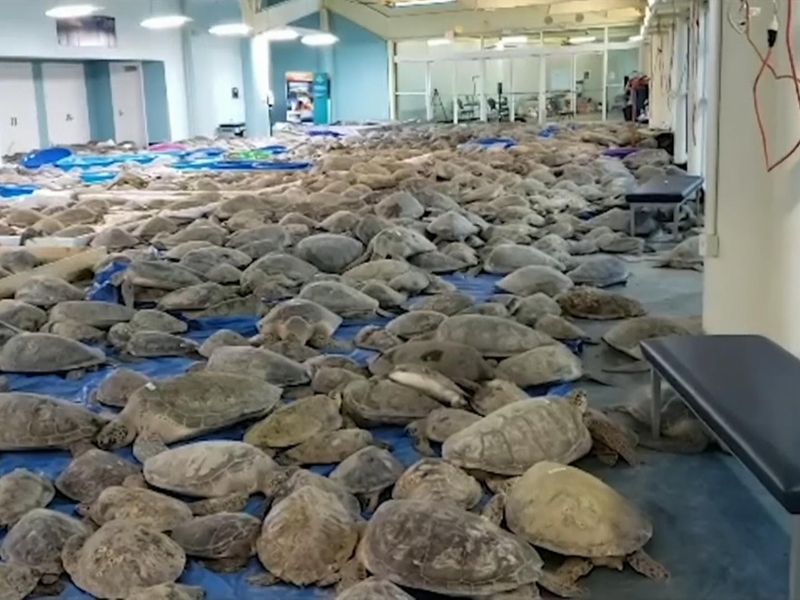 More than 3,500 sea turtles rescued in Texas