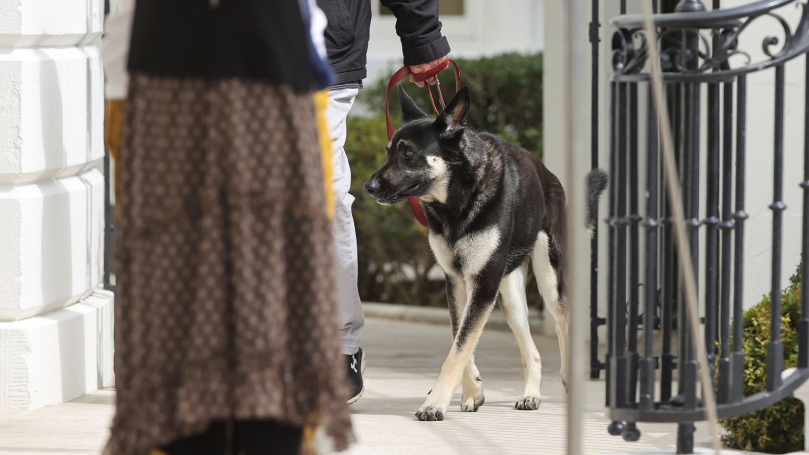 Il cane del maggiore Joe Biden morde un dipendente della Casa Bianca per la seconda volta questo mese |  Notizie dagli Stati Uniti