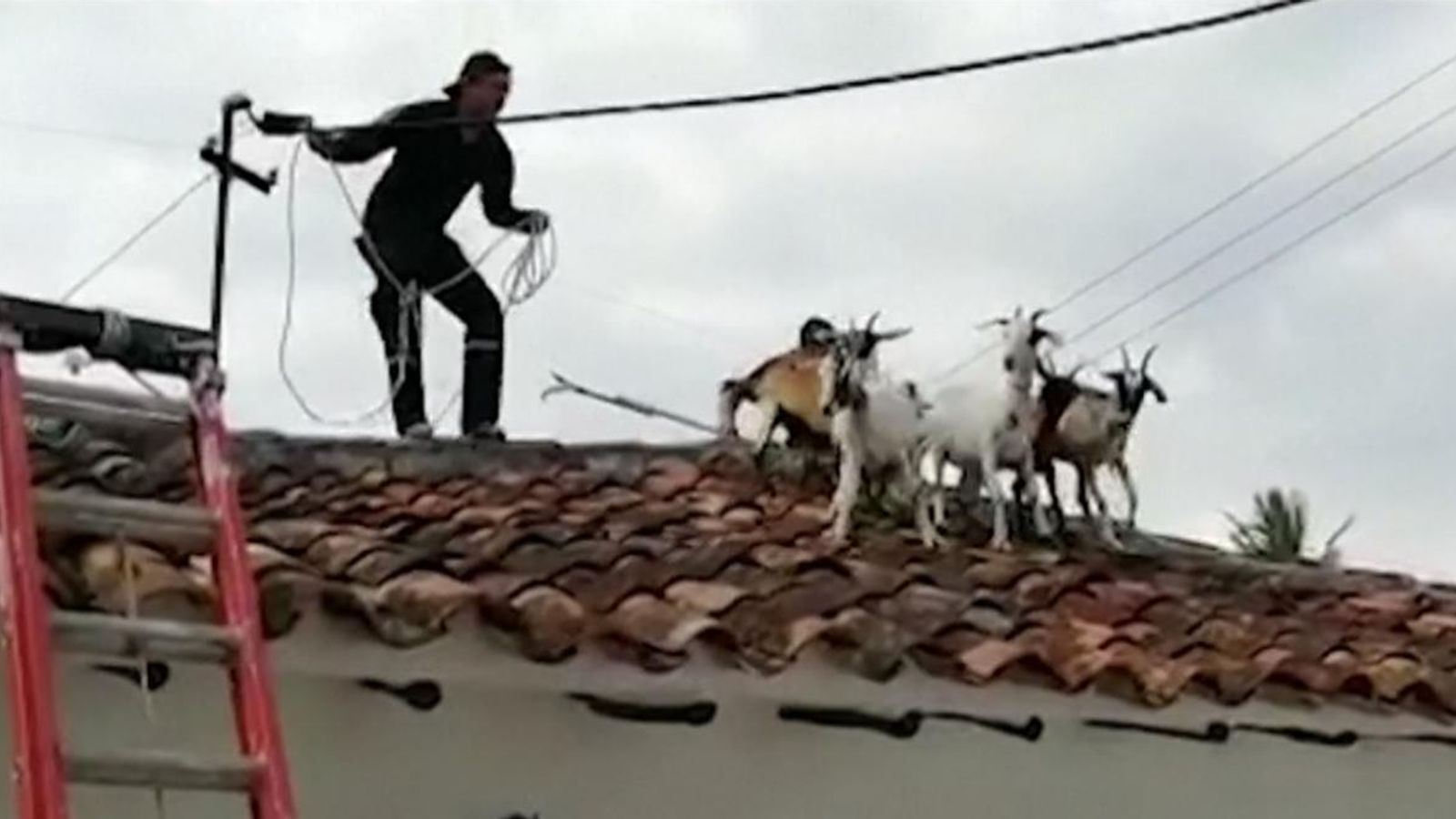 Colombia: Goats kidding around on rooftop rescued | World News | Sky News