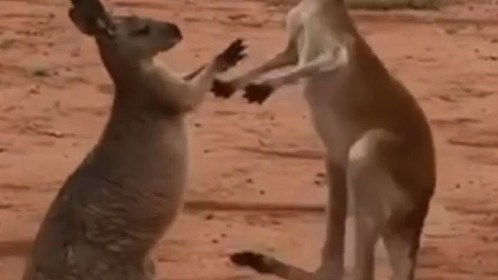 Kangaroos Show Off Their Kickboxing Skills In Australia Offbeat News Sky News