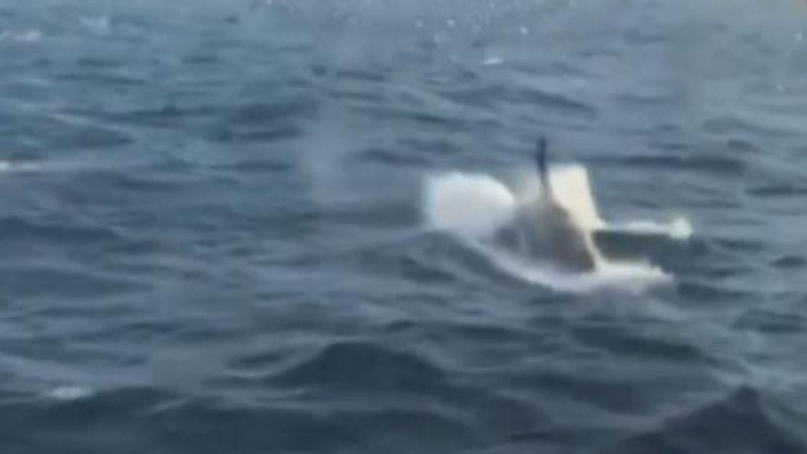 Killer Whales Follow Fishing Boat Off Texas Coast 