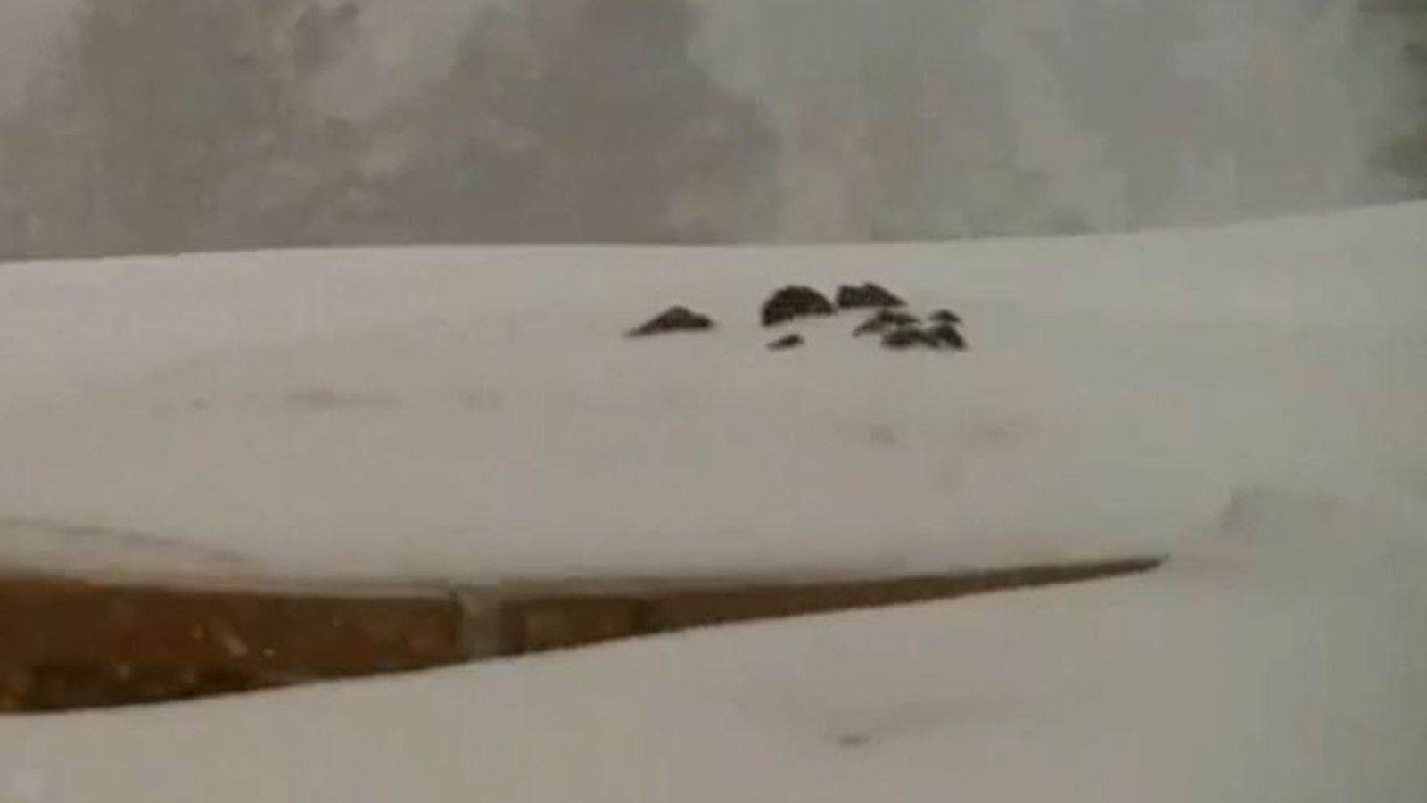 Watch 40 inches of snow fall over two days in Colorado World News