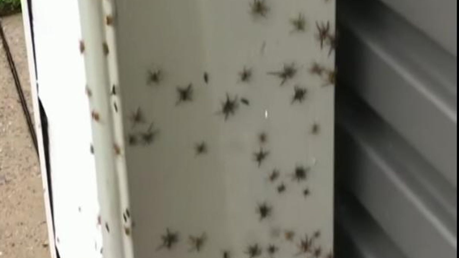 Australia floods Family finds hundreds of spiders