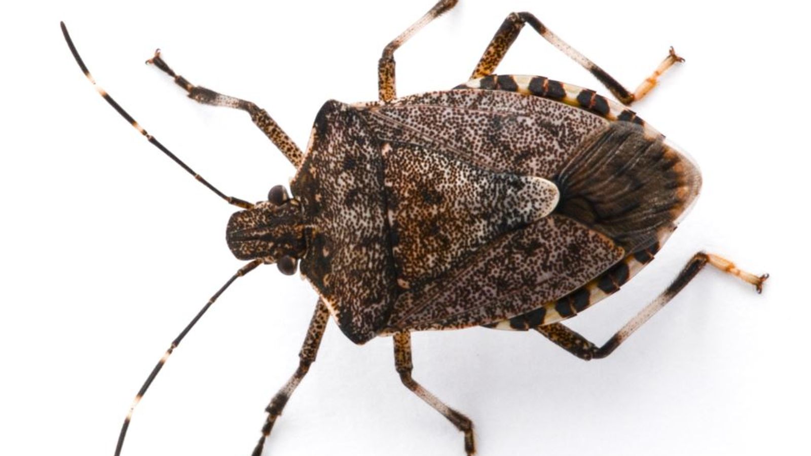 brown-stink-bugs-spotted-in-uk-fruit-growers-and-winemakers-on-alert