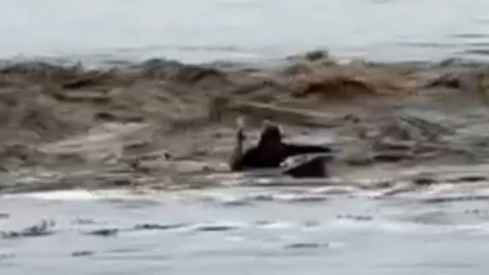 Surfer spotted on raging Hawaii floodwater | US News | Sky News