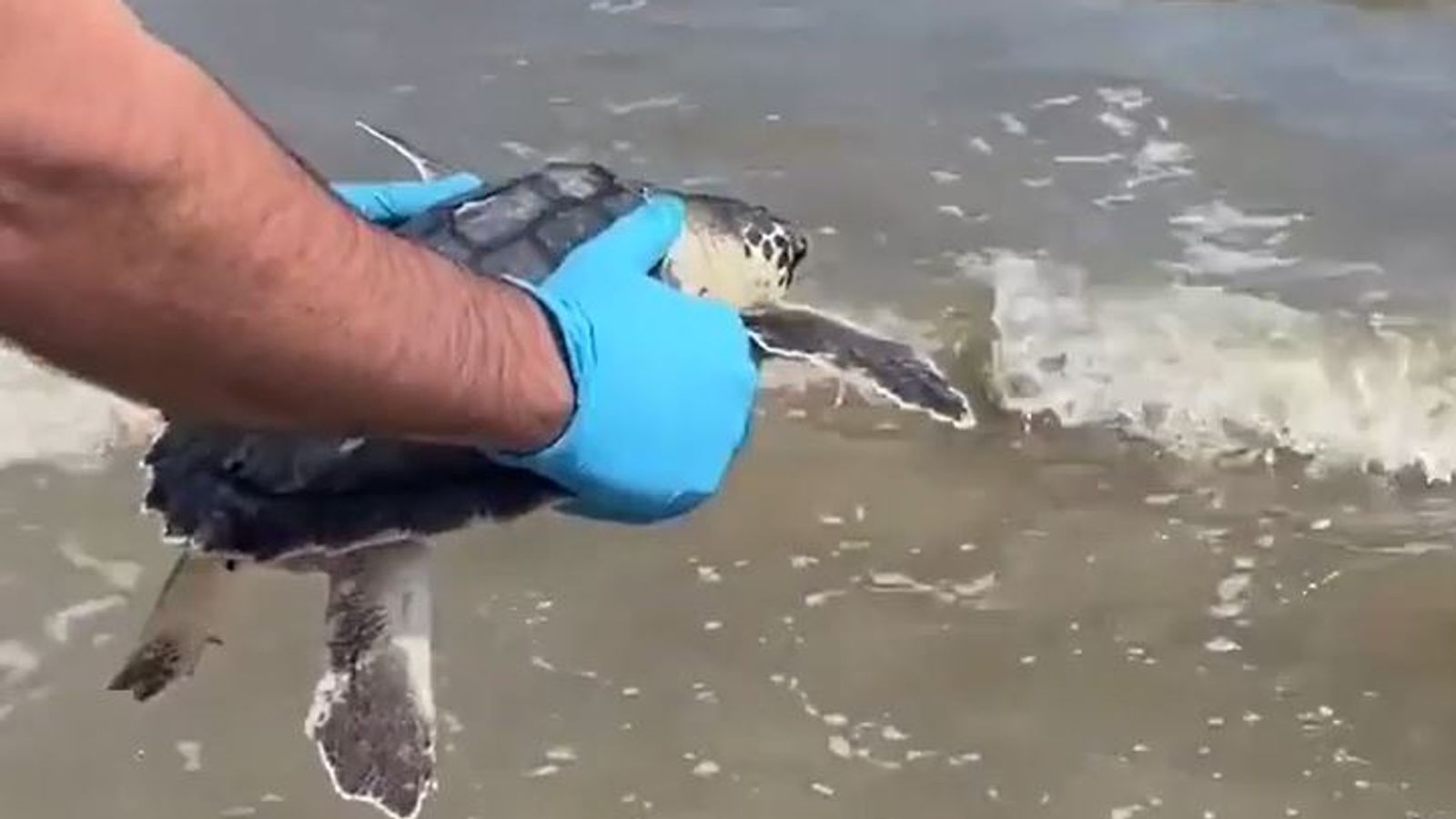 Rehabilitated turtles released back to sea after recovering from ...