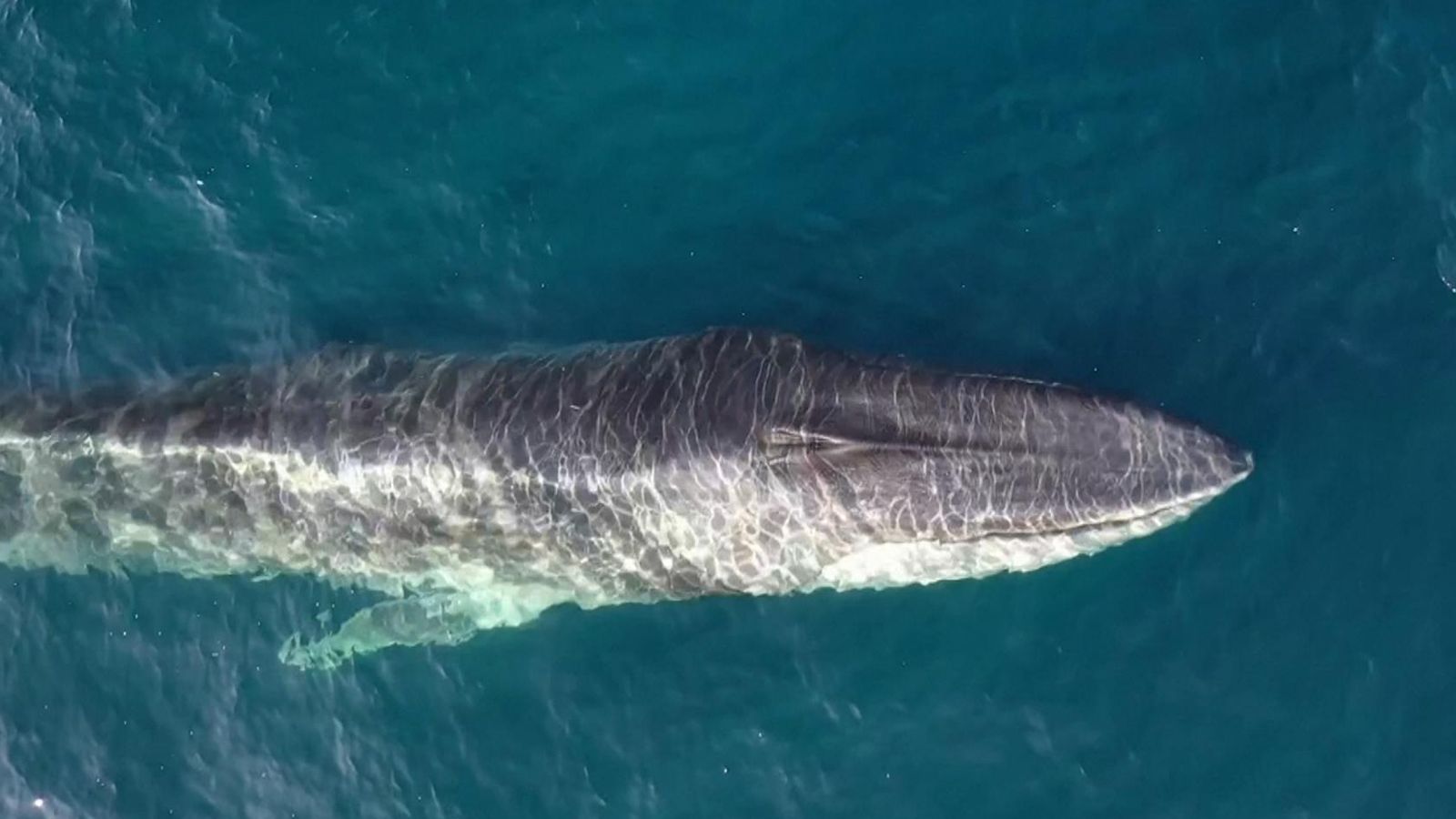 Fin whales feeding off Spanish coast | World News | Sky News