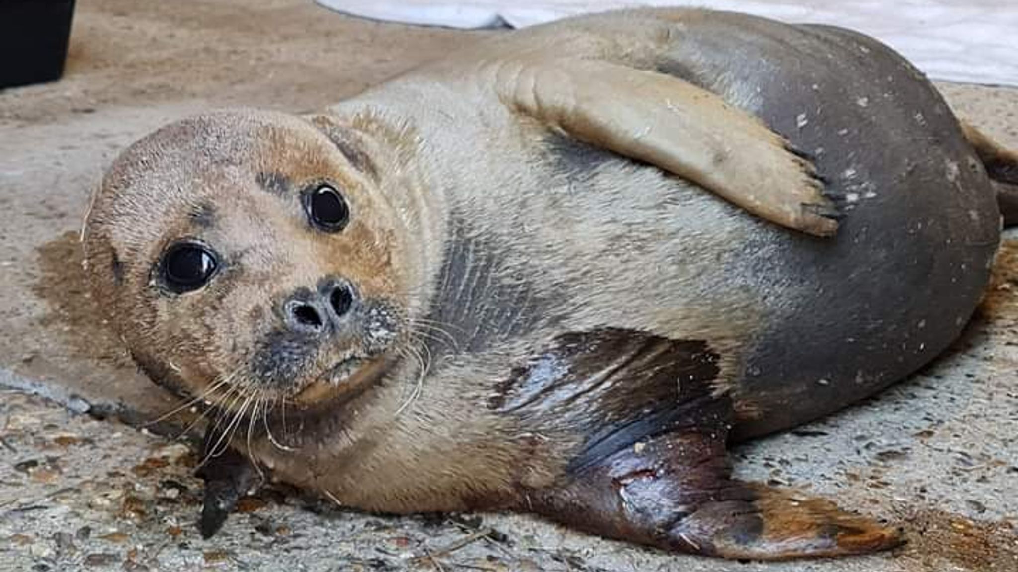 are seals related to dogs