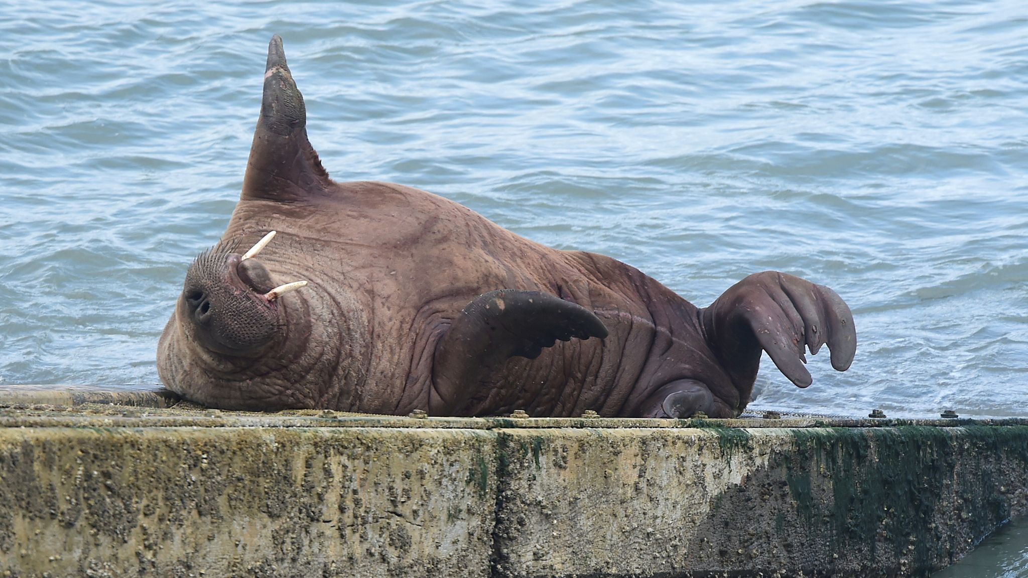 willie walrus