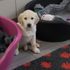 Study of 3,000 puppies aims to boost number of guide dogs that complete their training