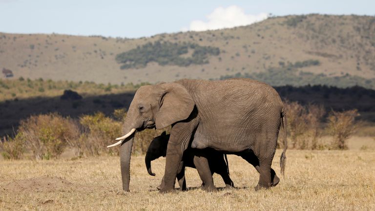 Elephants walk through the Maasai Mara National Reserve, Kenya, October 14, 2019. Picture taken October 14, 2019. REUTERS/Baz Ratner
