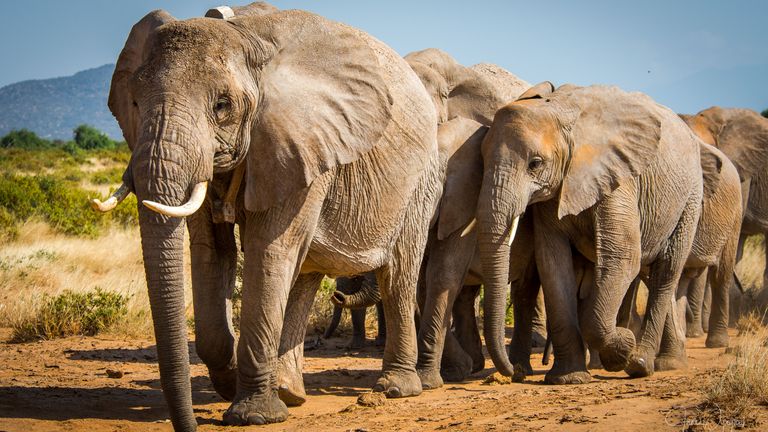 Savanna elephants. Pic: PA/Jane Wynyard/Save the Elephants