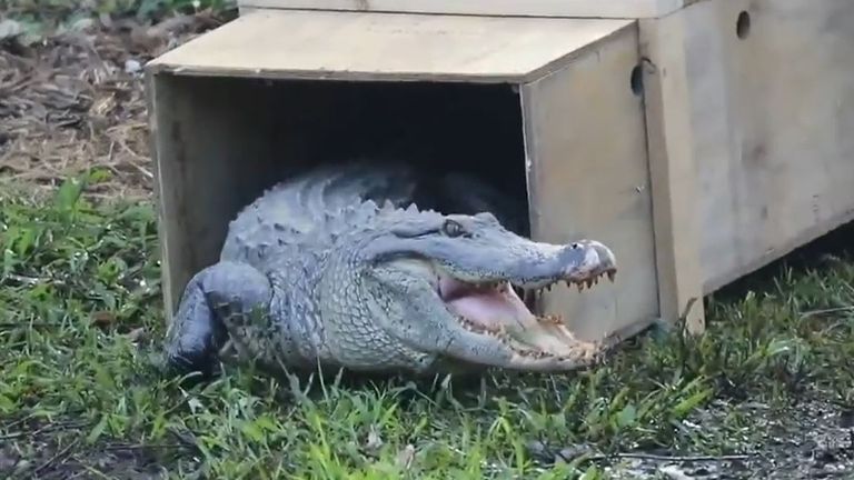 Large alligator is released into swamp in Australia