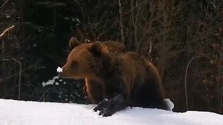 Bear plays with snow before chasing a skier down a slope