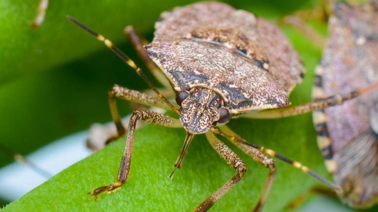 Brown stink bugs spotted in UK - fruit growers and winemakers on alert ...