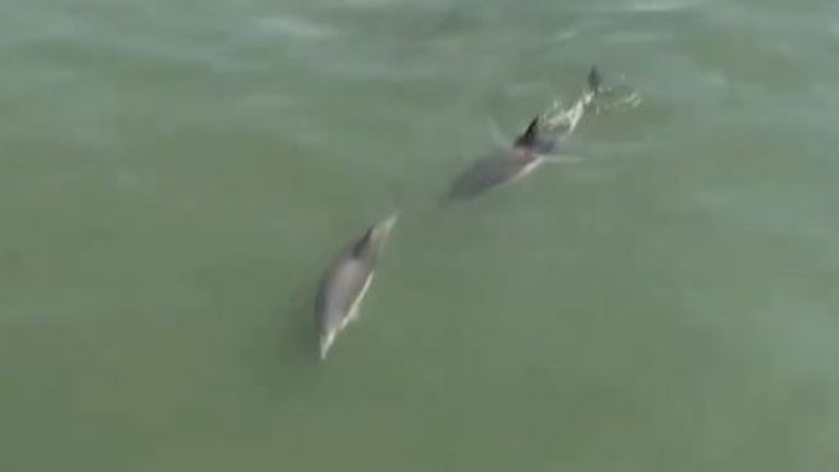 Dolphins are filmed in New York&#39;s East River