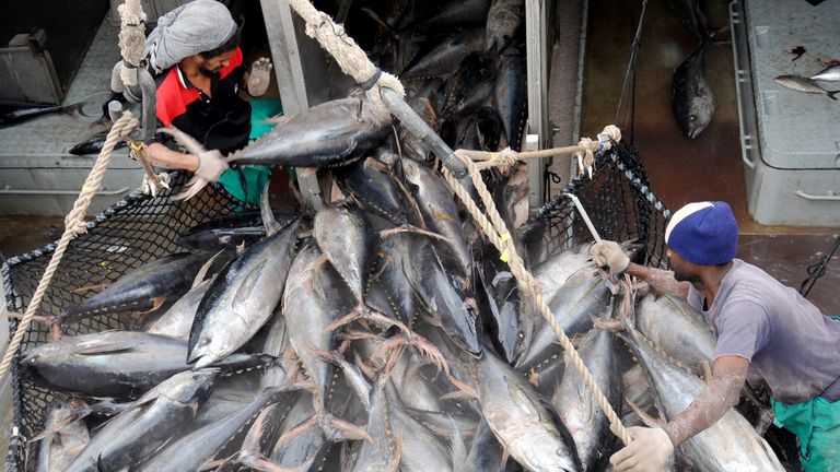 Des travailleurs déchargent du thon d'un bateau de pêche à Port Victoria