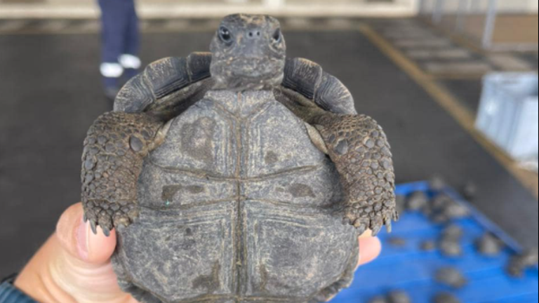 Airport workers at Ecuador&#39;s Galapagos Islands airport opened a suitcase to find 185 tortoises, most of them live. Pic: Aeropuerto ecologico Galapagos