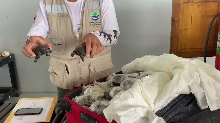 Airport authorities on Ecuador&#39;s Galapagos Islands on Sunday discovered a suitcase with 185 endangered baby land turtles inside.