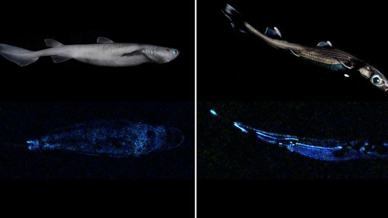 New research has confirmed three species of sharks found in New Zealand waters are bioluminescent, meaning they can produce their own light. 