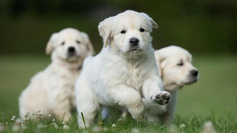 Golden retriever puppies