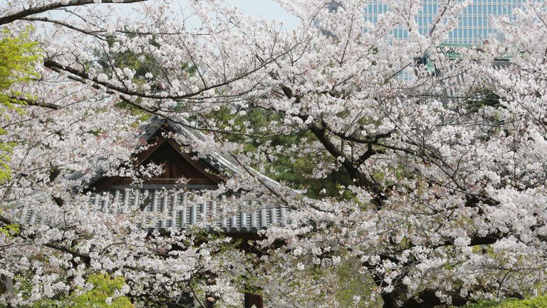 Japan Sees Earliest Cherry Blossom Since 1400s And Scientists Say It S Down To Climate Change Climate News Sky News