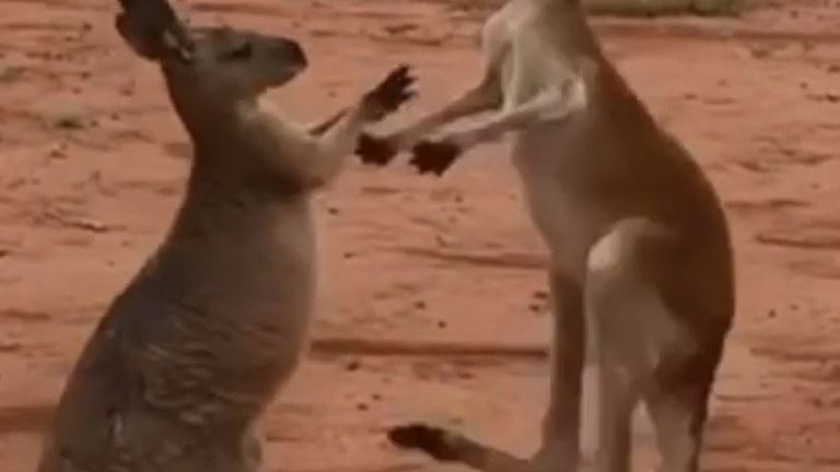 Kangaroos show off their kickboxing skills