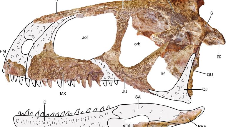 Skull of Llukalkan aliocranianus. Credit: Journal of Vertebrate Paleontology
