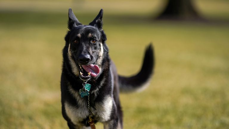 Major, one of the Biden family dogs