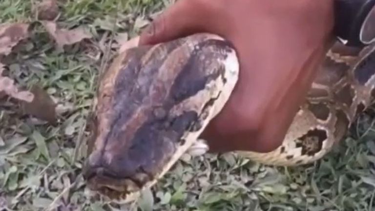 Four-metre-long python is rescued from industrial pipe in India