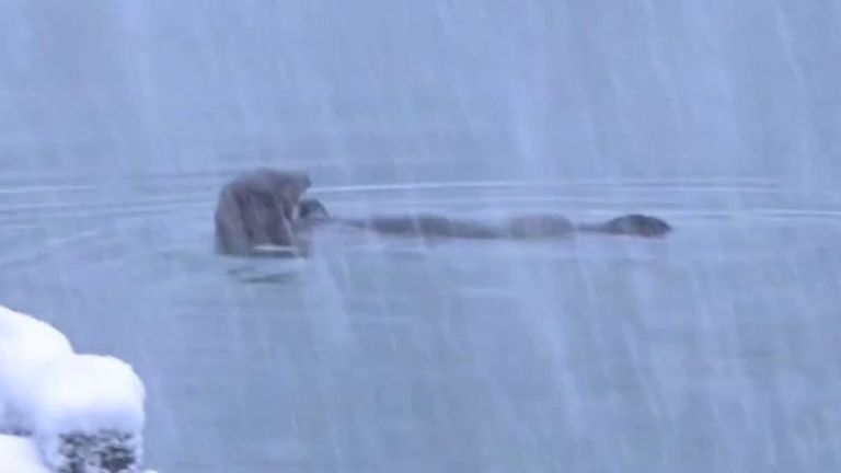 Sea otter frolics in the snow