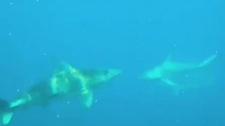 Sharks gatecrash a police diving training exercise when a meal arrives in the form of a huge school of fish