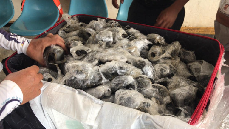 Airport workers in the Ecuador&#39;s Galapagos Island found 185 baby turtles inside a suitcase. Pic: “Aeropuerto ecologico Galapagos” 