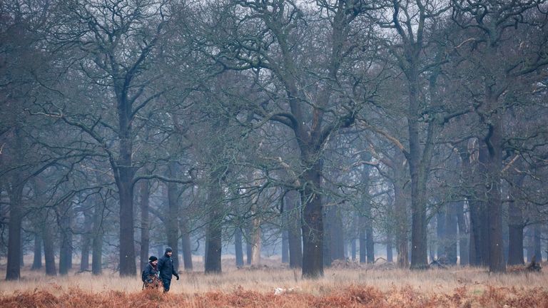 Trees are a natural way to tackle climate change and soak up carbon. Pic: AP