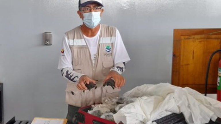 Airport workers in the Ecuador&#39;s Galapagos Island found 185 baby turtles inside a suitcase. Pic: Ecuadorian Environment Department