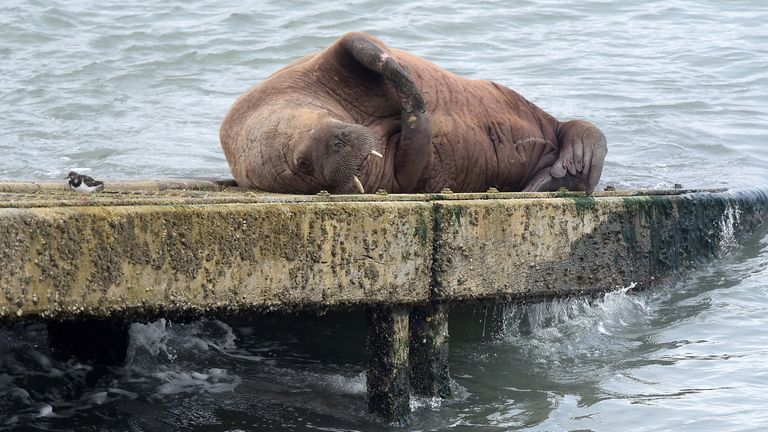 Wally The Walrus Is Back And Delights Onlookers On The Welsh Coast Uk News Sky News