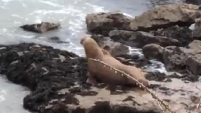 Walrus spotted on Welsh coast