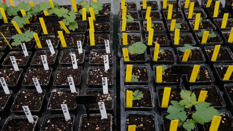 Snippets of grapevines that spent a year orbiting the world in the International Space Station. Pic: AP